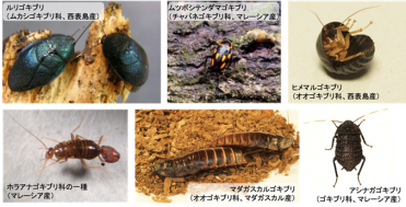 ゴキブリの起源は意外と新しかった ゴキブリ類の系統進化の再構築 英国王立協会紀要b に掲載 町田研究室news